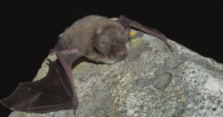 Bat exhibit in Kelowna, B.C. highlights dangers of deadly fungal disease