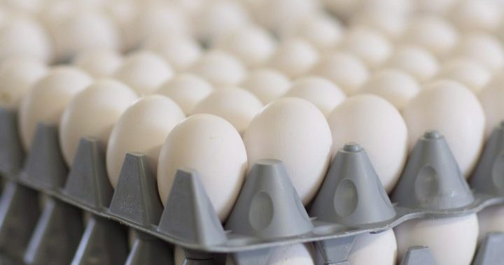 Изтеглени марки яйца в Саскачеван поради потенциален риск от салмонела