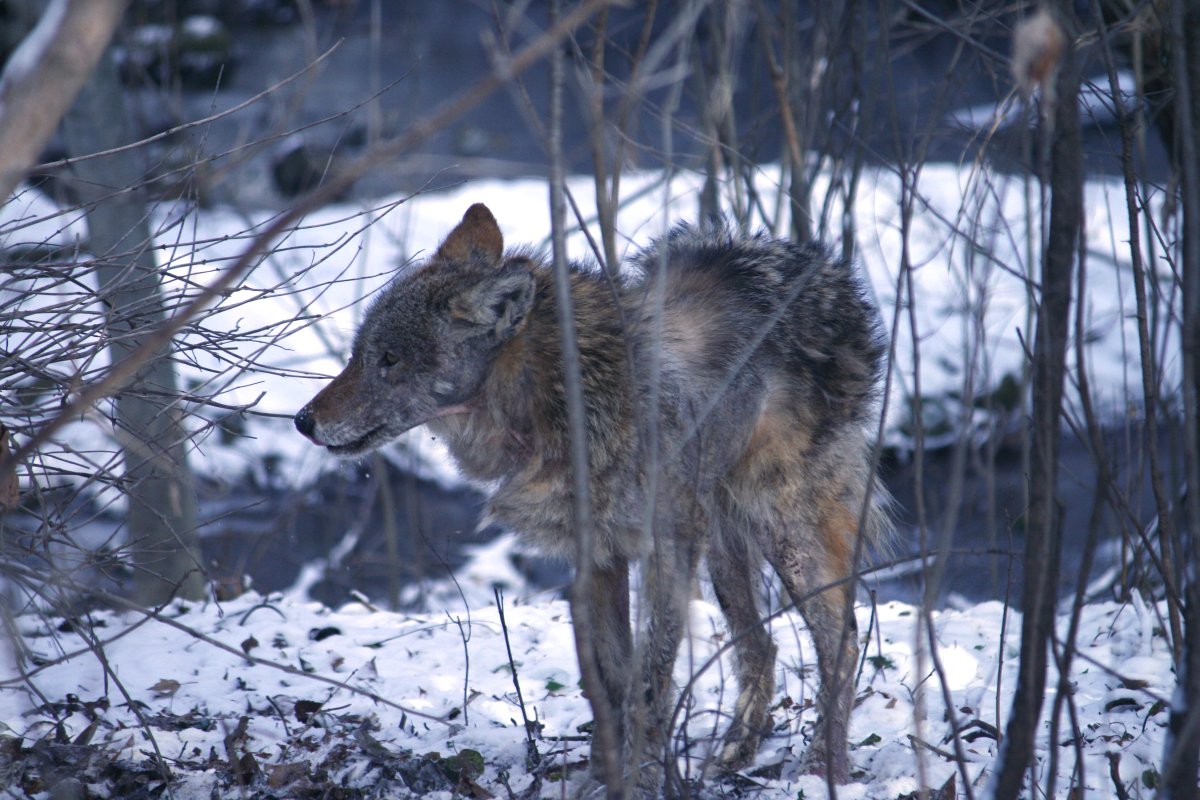A coyote is pictured in a ravine in Oakville during the winter.