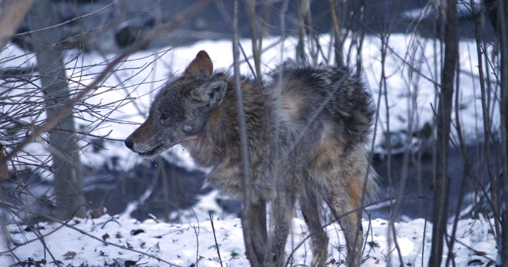 Saskatoon police warn of sick coyotes after weekend incidents – Saskatoon | Globalnews.ca