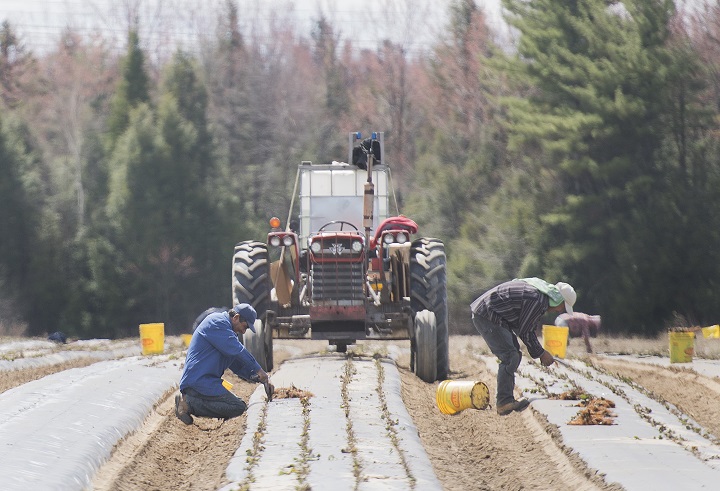 Temporary foreign workers from Mexico plant strawberries on a farm in Mirabel, Que., on May 6, 2020.