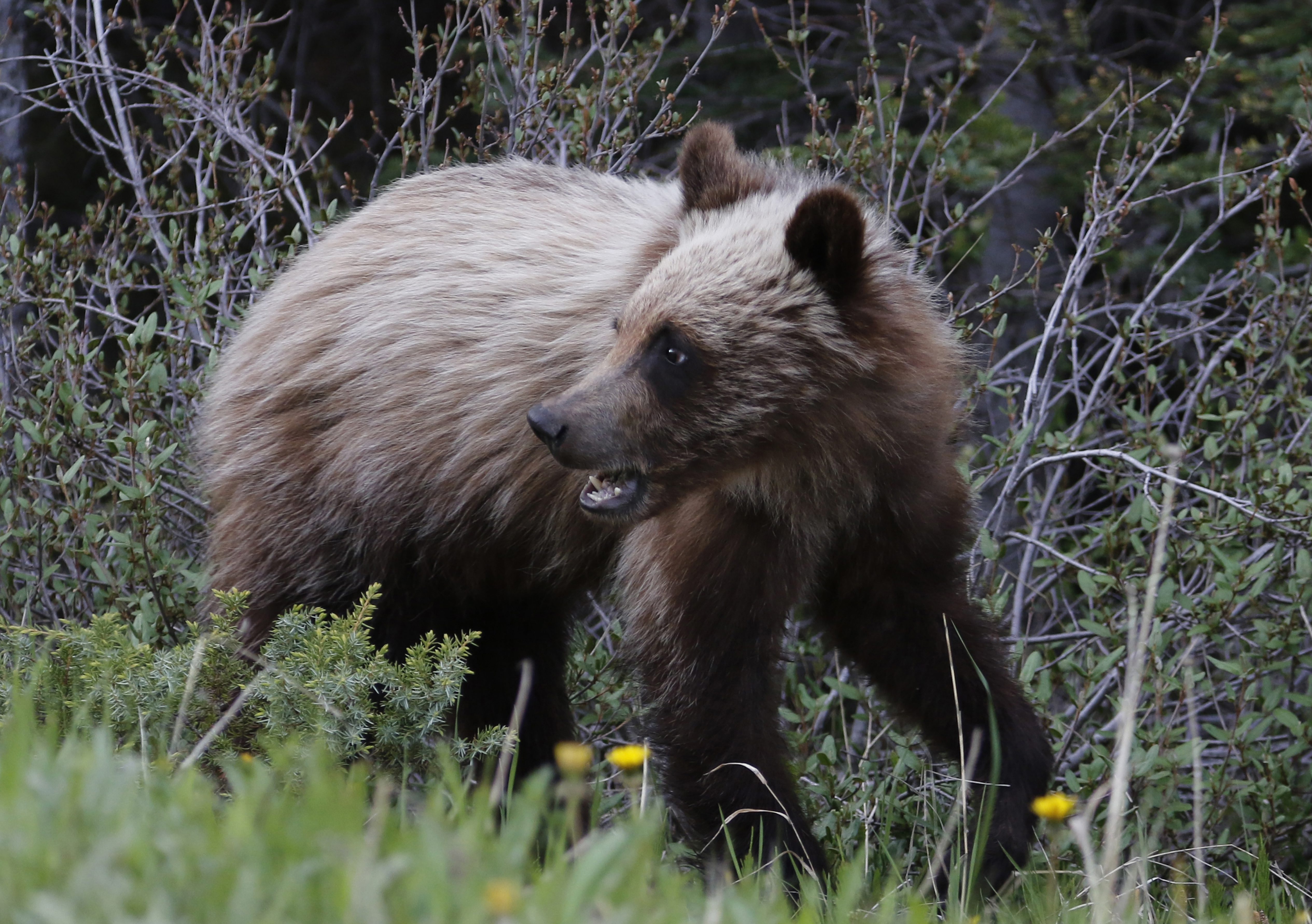 Grizzly encounter closes trails in Kananaskis Country 