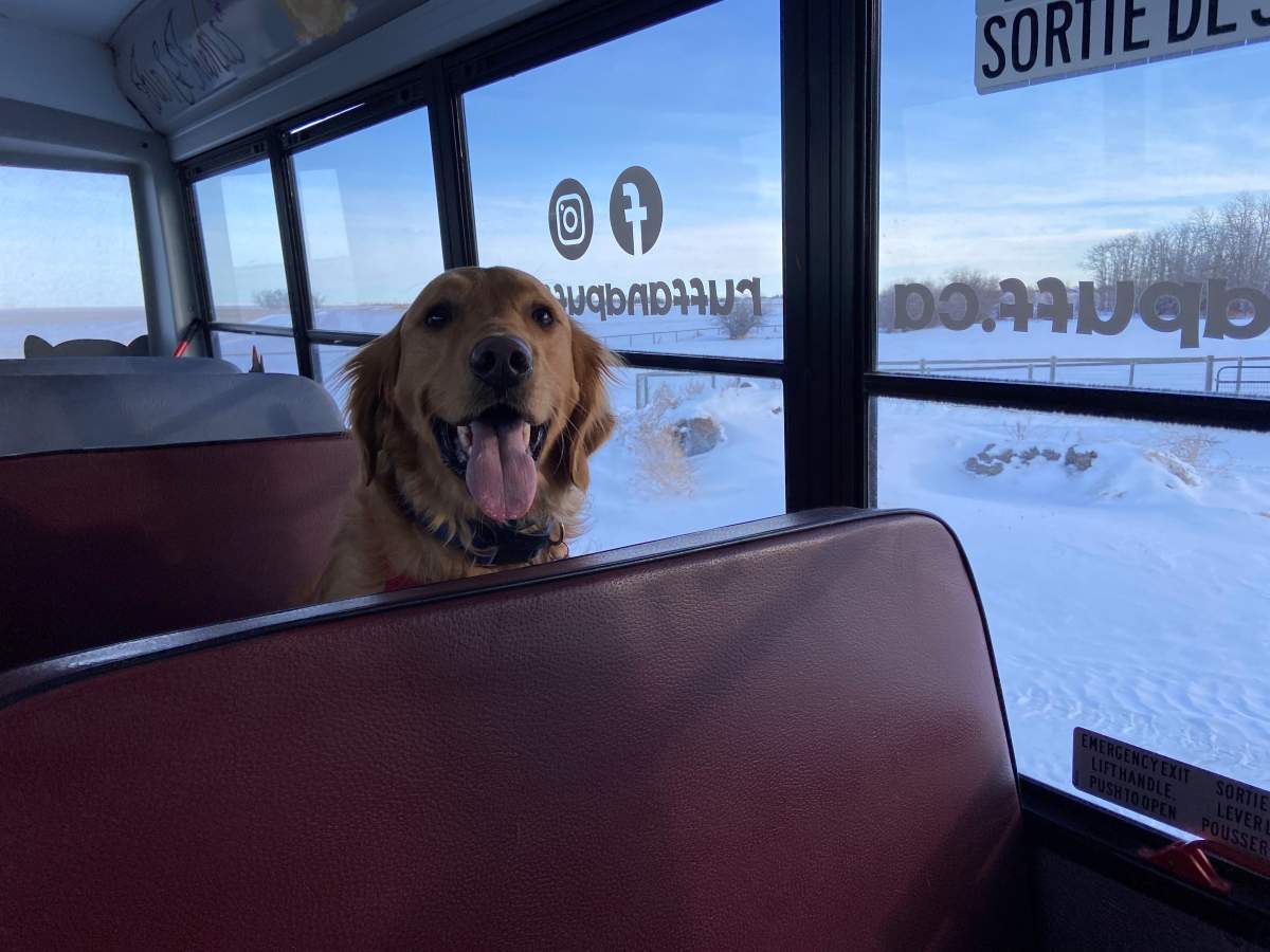 Canine commute to dog park on Calgary school bus making tails wag with delight - image