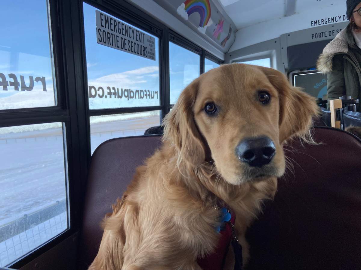 Canine commute to dog park on Calgary school bus making tails wag with delight - image