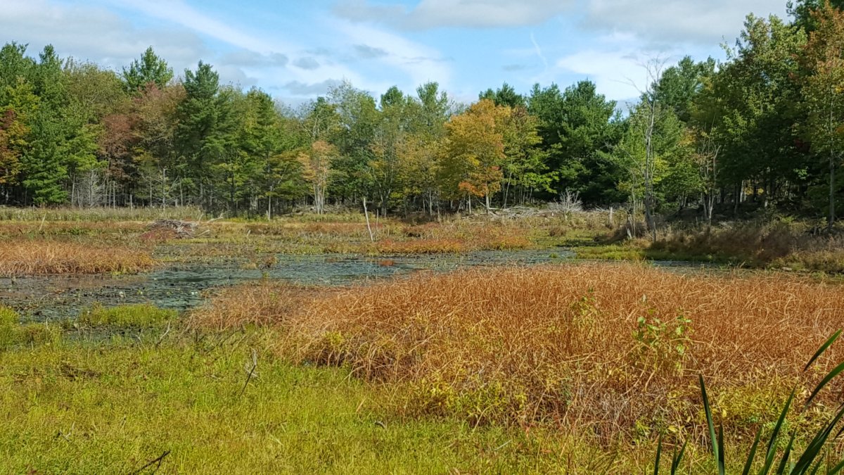 The Nature Conservancy of Canada has purchased a large parcel of land near Kingston, Ont.