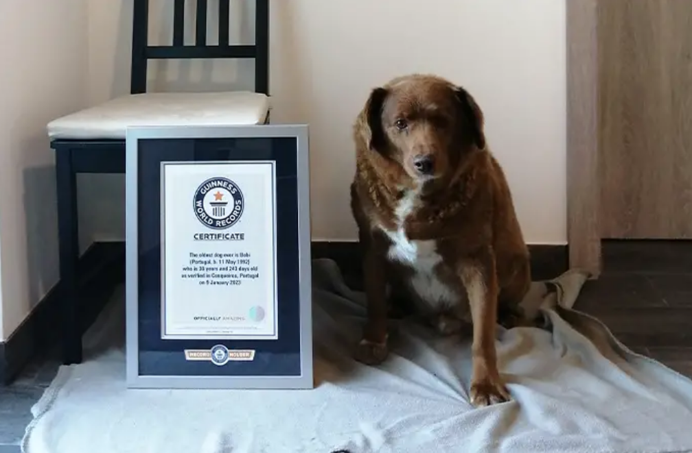 Bobi sitting beside his Guinness plaque.
