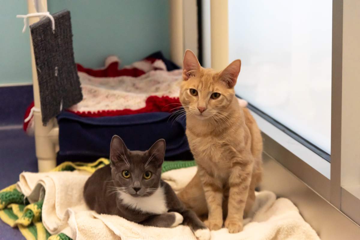 Pixie and Christofur, kittens found inside a backpack in St. Albert early February 2023.