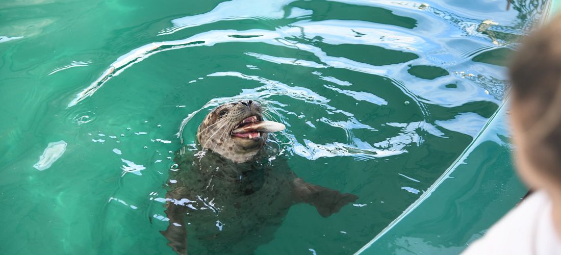 Pym is also a new resident at the Vancouver Aquarium.