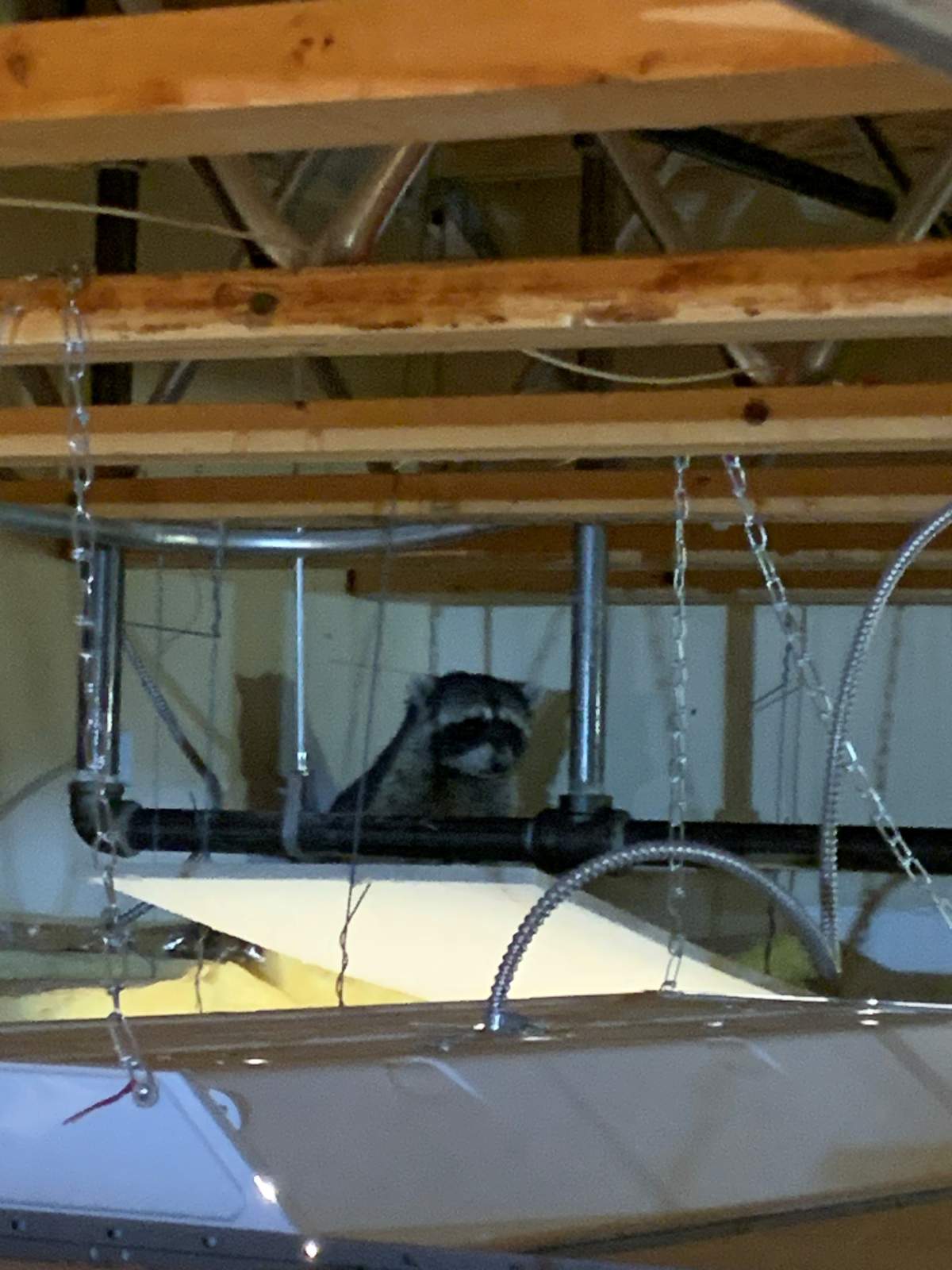 This raccoon made its way into a school building.