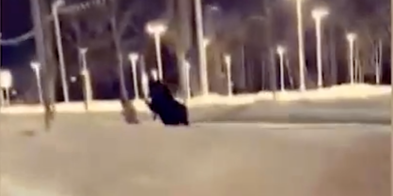 Moose charges, kicks dog walker in the head: 'It happened so fast'