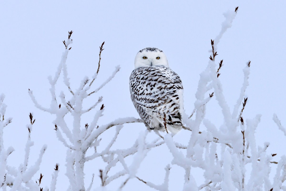 The Your Saskatchewan photo of the day for February 28 was taken by John Perret of a snowy owl near Aberdeen.