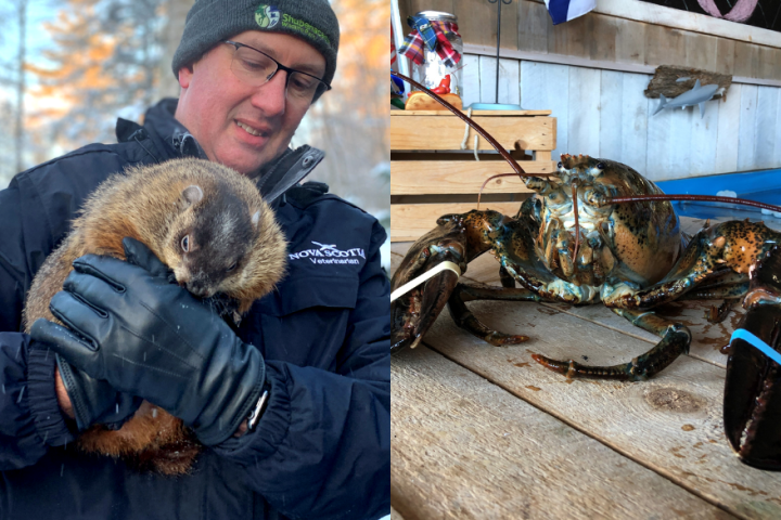 N.S. groundhog, lobster agree there will be 6 more weeks of winter 