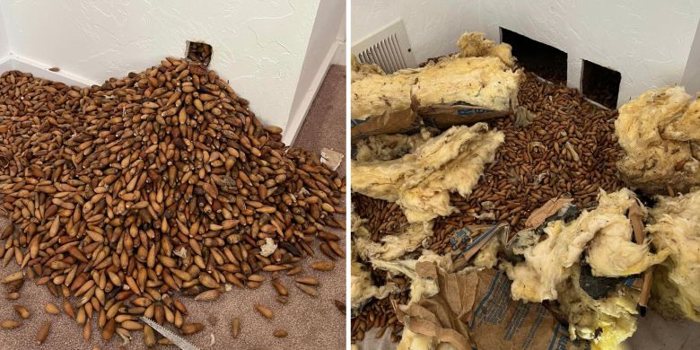 Im-peck-able hoarding: Woodpecker stores 700 pounds of acorns in walls of Calif. home