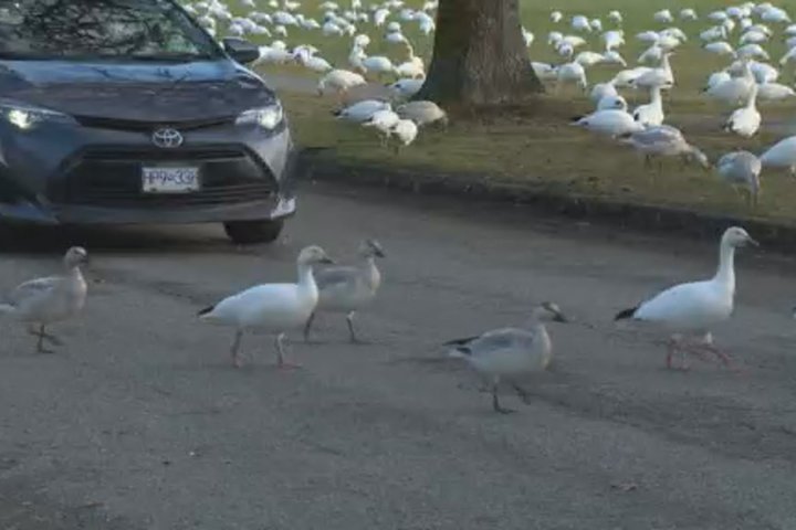 More than 20 snow geese found dead after hit by cars in Richmond: RCMP