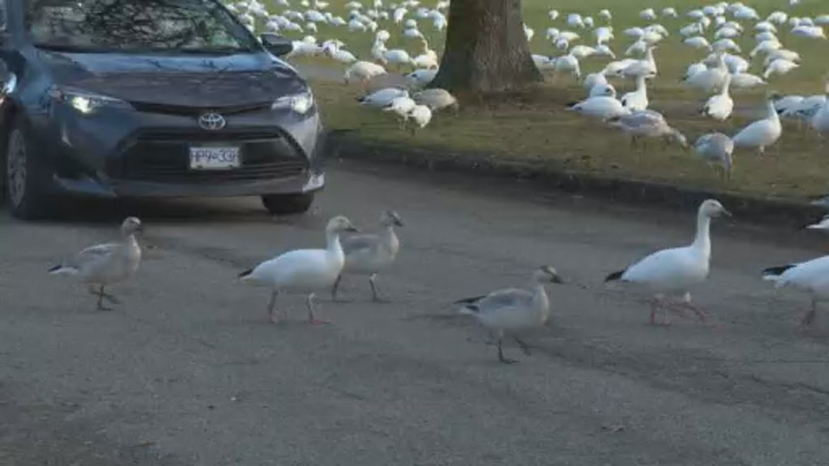 Snow Geese seen crossing a Vancouver road, Wednesday morning.