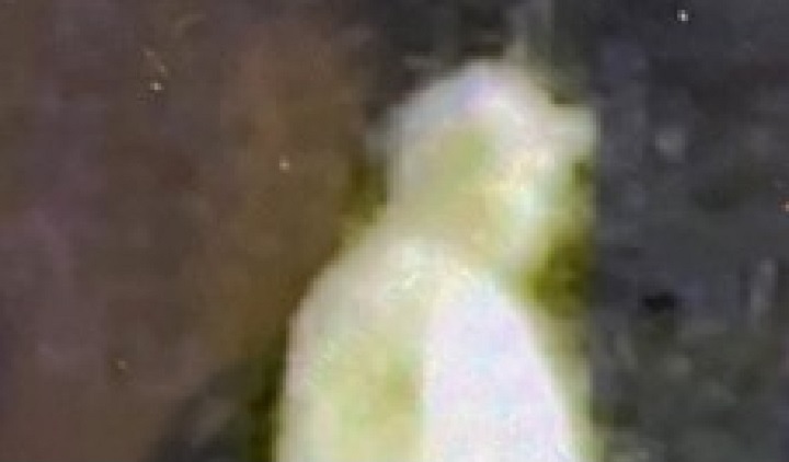 Victoria-area RCMP are appealing for help to identify a man accused of firing a gun near a popular bike park. 