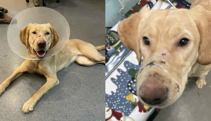 Suspect sought after yellow lab found with muzzle taped shut
