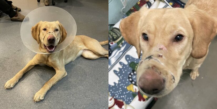 Buttercup was found with tape around her muzzle and a badly injured leg.