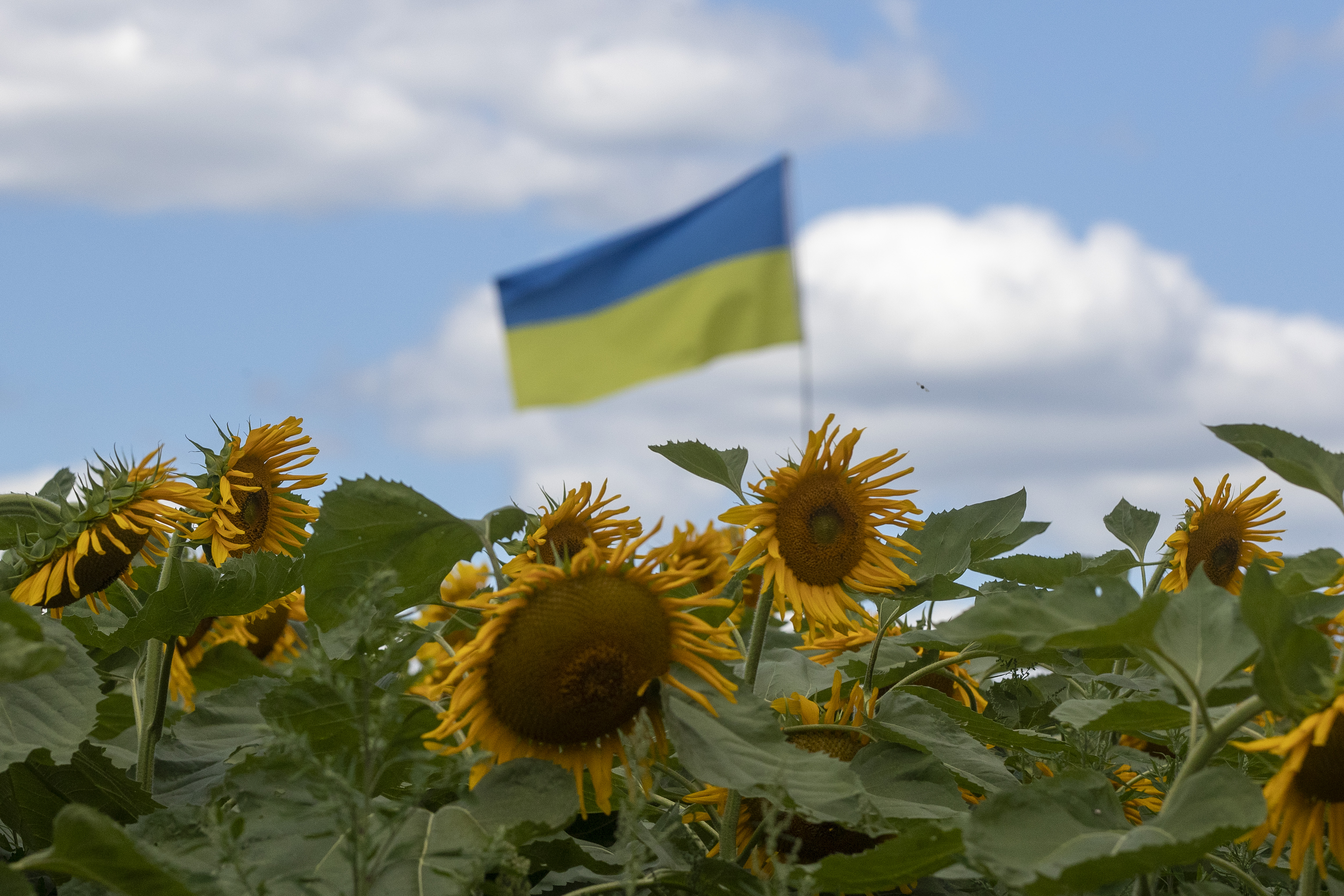 One year on, Ukrainians in Canada reflect on Russia’s war: ‘You feel like a traitor’  | 24CA News