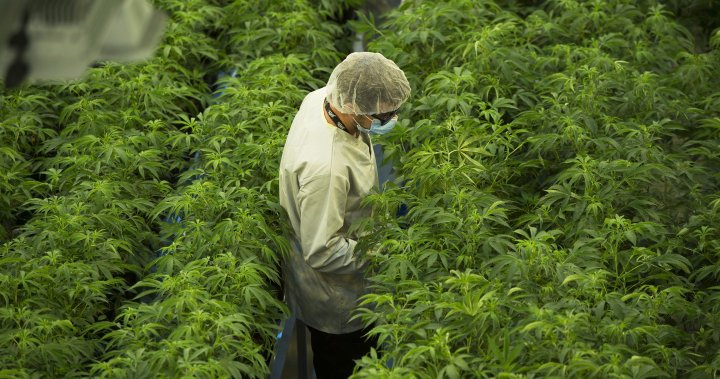 Canopy Growth to lay off 800 workers, wind down main Smiths Falls facility