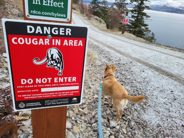 Dog walkers were turned around from Goat's Peak Tuesday, due to a cougar sighting.