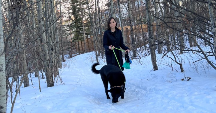 Moose kills dog during walk in Strathcona  | Globalnews.ca