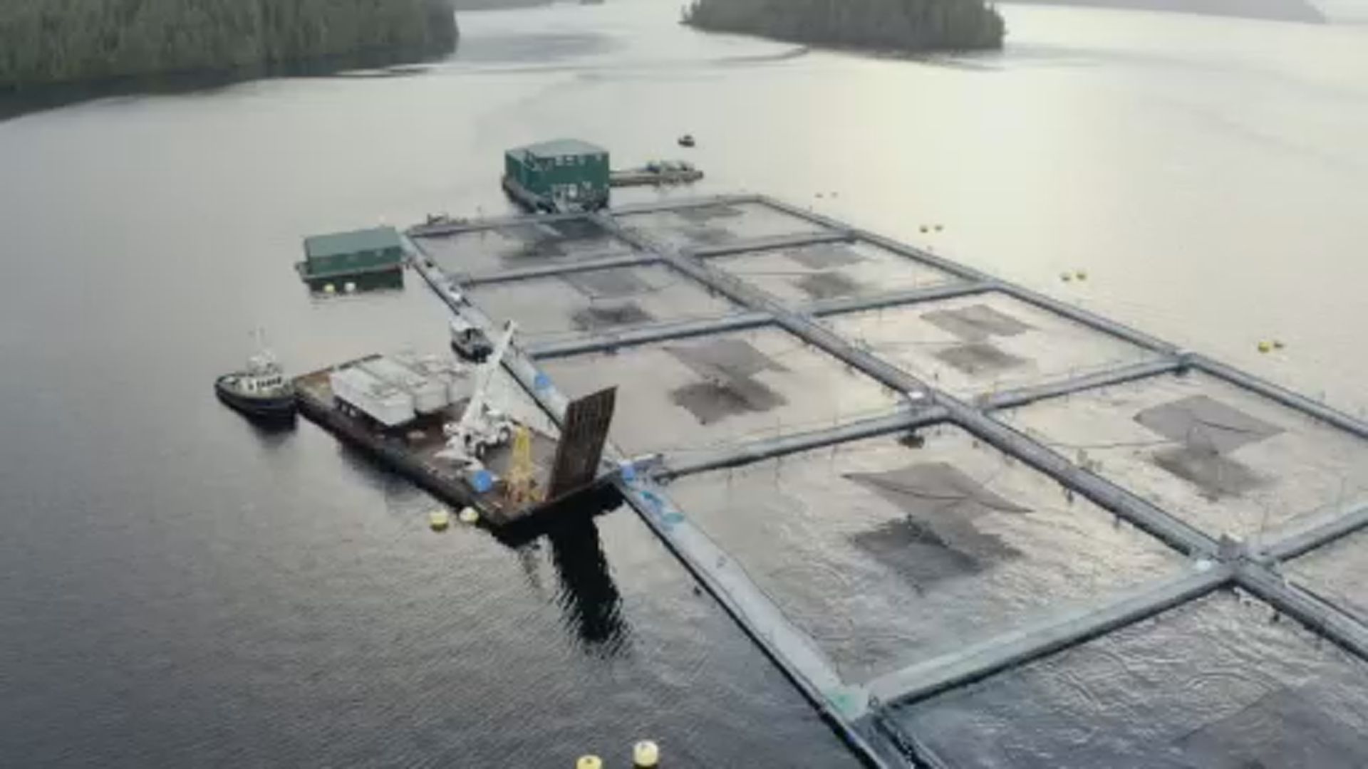 B.C. Indigenous coalition opposes Ottawa's decision to shut down 15 salmon  farms