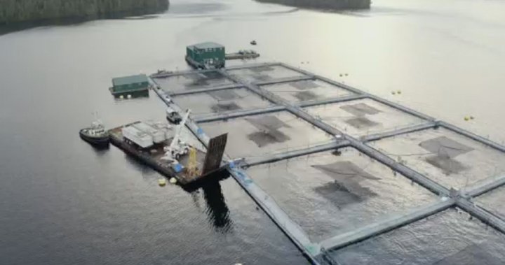 Coalition releases ‘textbook’ on fish farm science as Ottawa mulls extending licences