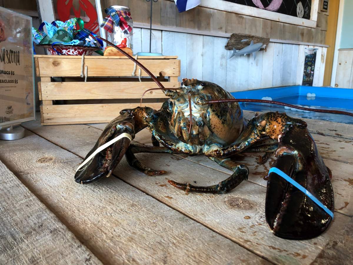 Lucy the Lobster predicted six more weeks of winter Thursday morning.