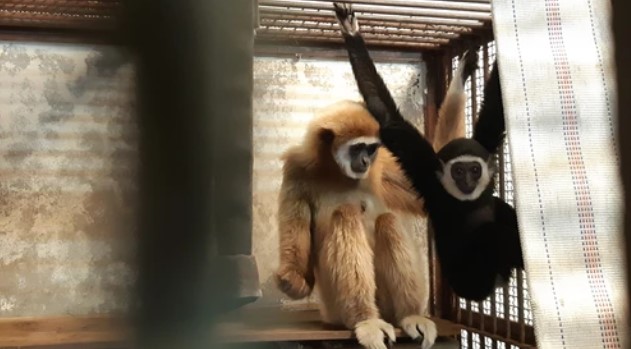 Zookeepers say they've solved the mystery of how their female gibbon, Momo (L), became pregnant, despite never having contact with any male apes.