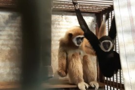 This gibbon became pregnant while living in isolation. How is that possible?