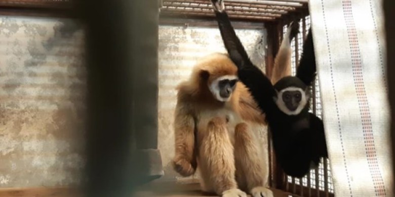 This gibbon became pregnant while living in isolation. How is that possible?