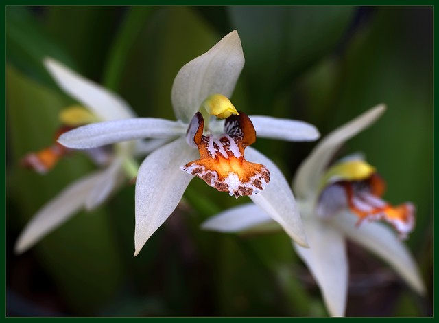 43rd Annual Orchid Fair - image