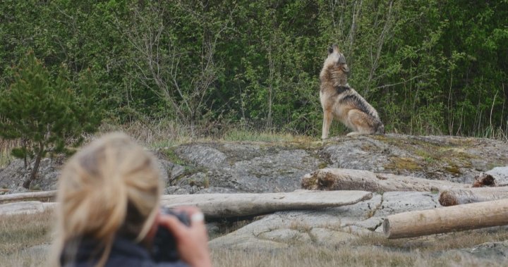 B.C. documentary dives into human connection to wild animals – Okanagan