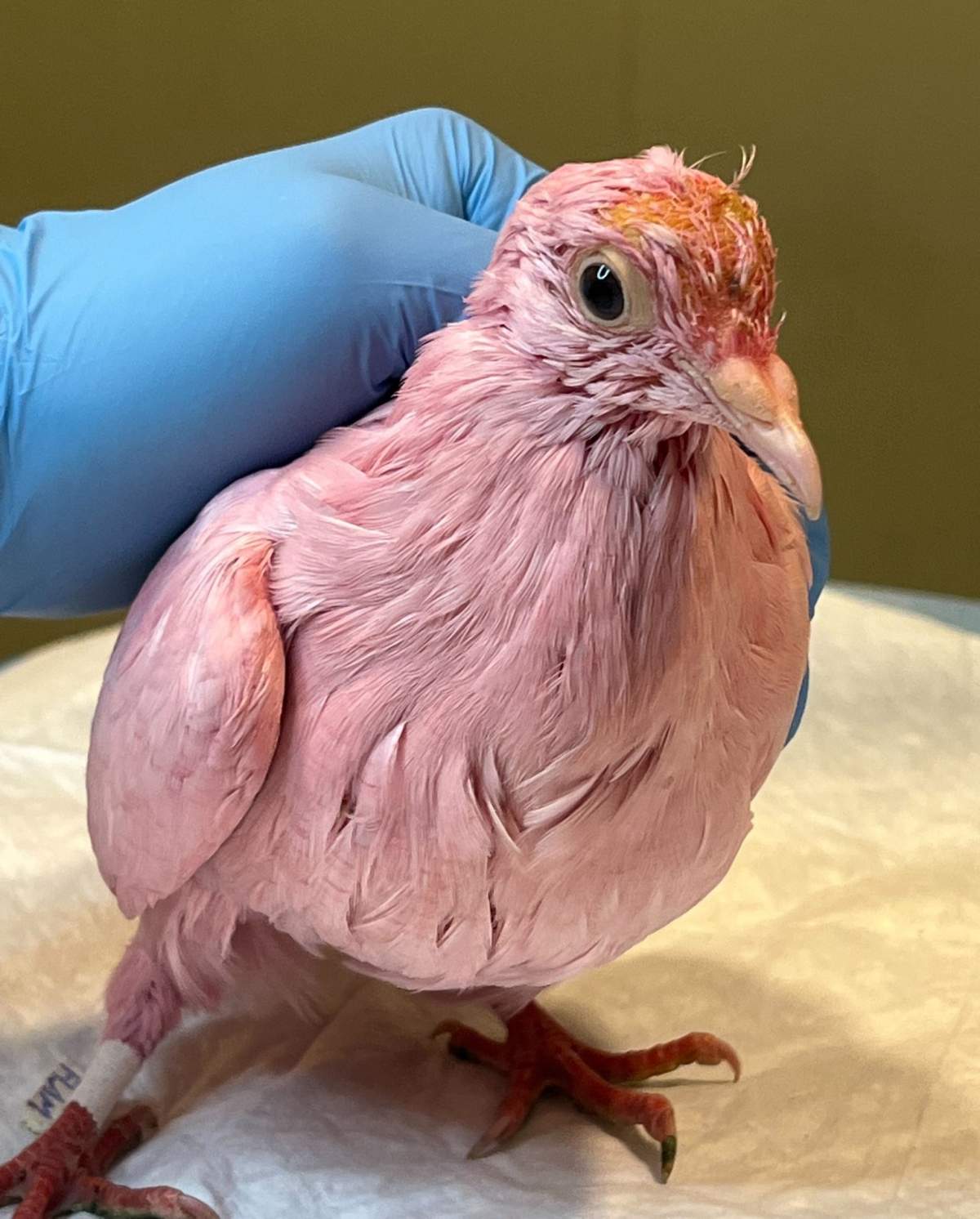 A pigeon dyed pink. A hand in a blue plastic glove is helping to hold the bird upright.