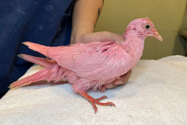 Pink pigeon found in NYC may have been dyed for gender reveal party