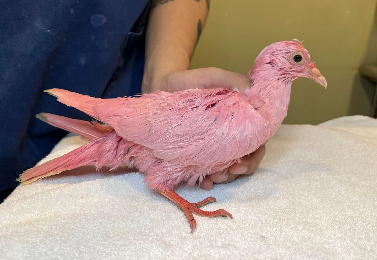 A dyed pink pigeon.
