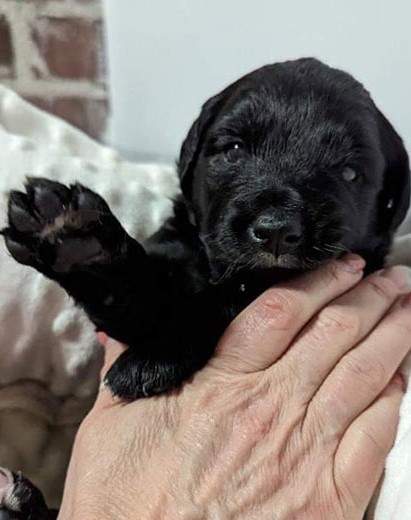 One of the young pups.