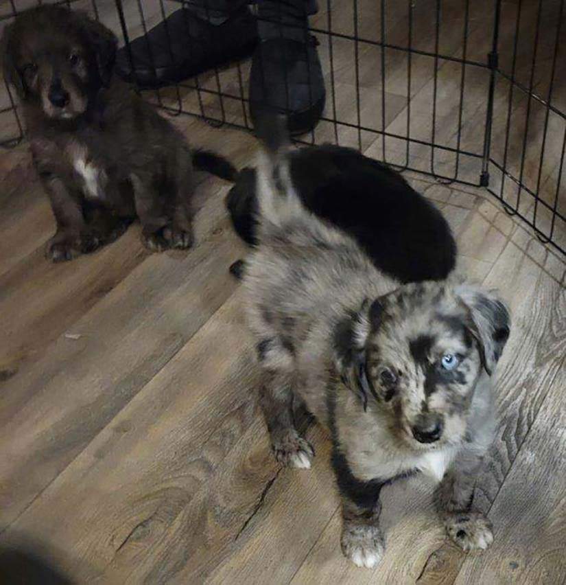 Some of the puppies at their foster home.