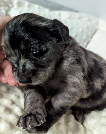 One of the puppies.
