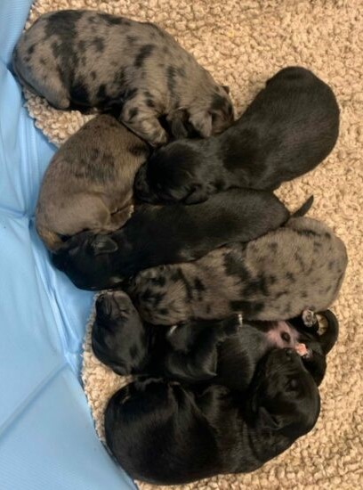 The litter of puppies.