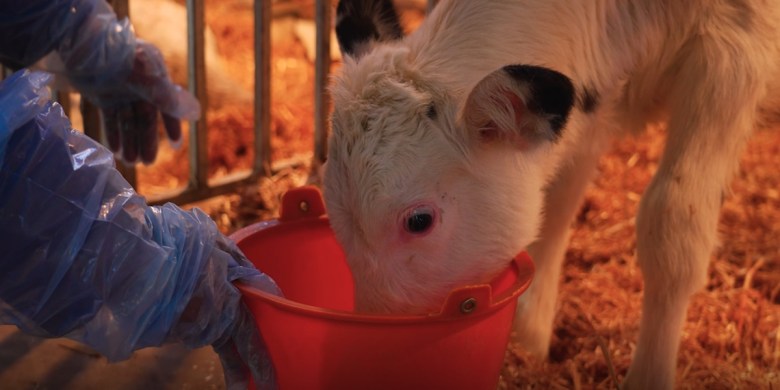 Pushing boun-dairys: Chinese scientists say they cloned 3 'super cows'