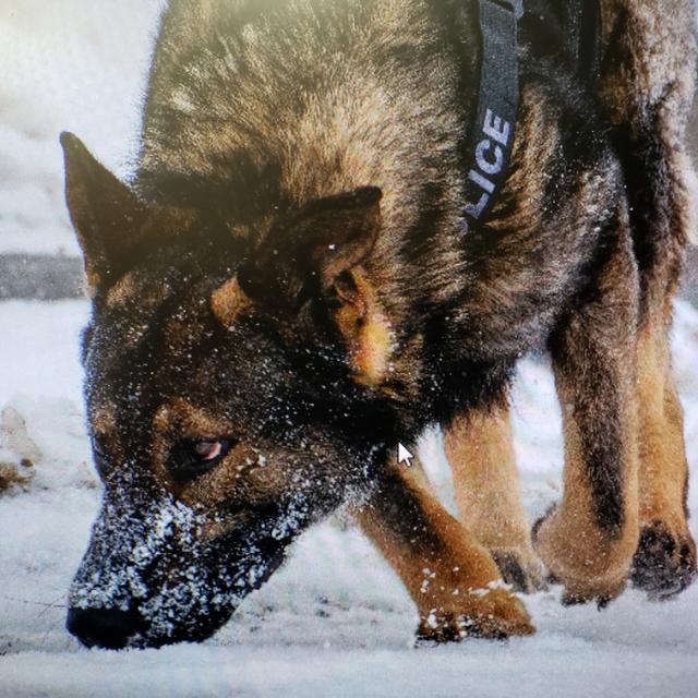 Police Service Dog Hawkes found many missing people, helped police locate evidence, drugs, and other property, and is also credited with tracking and aiding in the apprehension of numerous dangerous suspects.