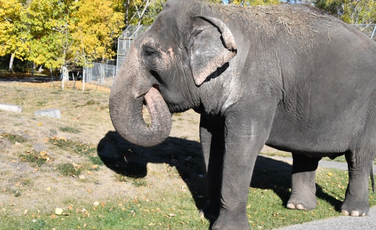 Lucy the Asian elephant at the Edmonton Valley Zoo.