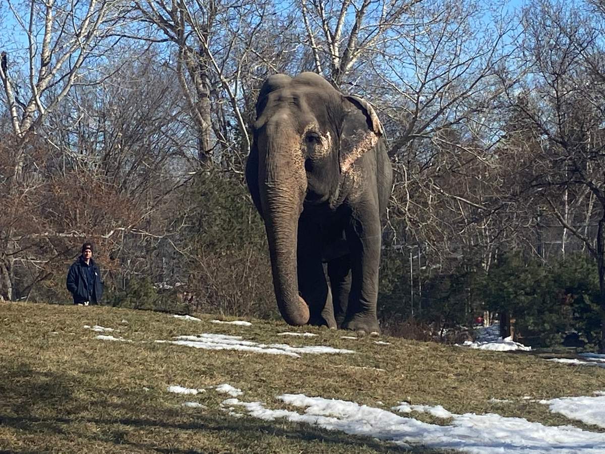Lucy the elephant at the Edmonton Valley Zoo on Tuesday, March 21, 2023.