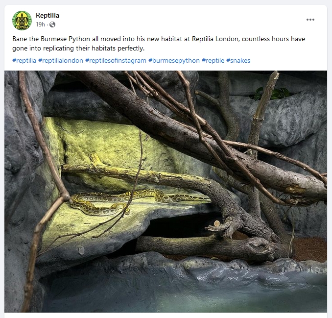 Reptilia’s post on Wednesday touting its new Burmese python.