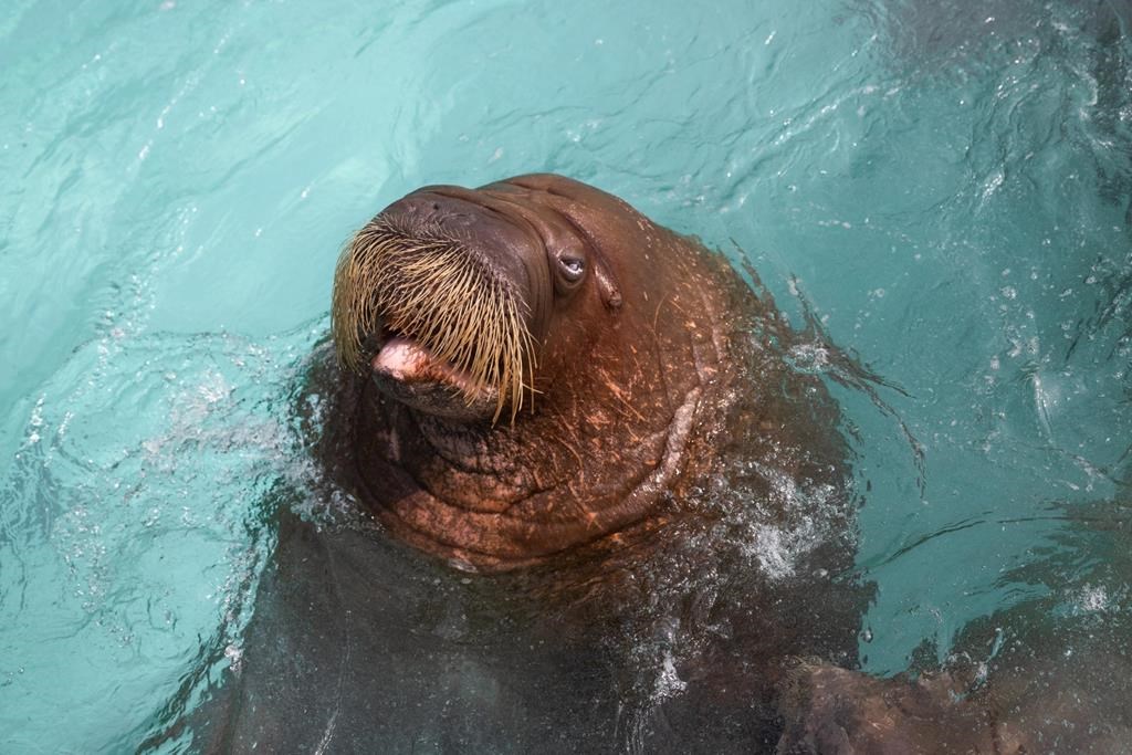 Boris the walrus is shown in a handout photo from the Quebec Aquarium. Canada's three remaining captive walruses, including Boris, have been moved to a new marine park in Abu Dhabi. THE CANADIAN PRESS/HO-Quebec Aquarium **MANDATORY CREDIT** .