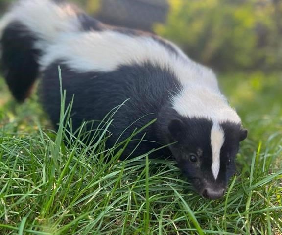 ‘Freaking out’: Manitoba woman’s dog attacked by rabid skunk, sparking concern
