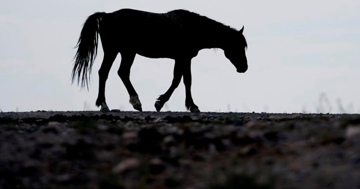 N.B. мъж е обвинен, след като 2 коня бяха открити мъртви, други в „лошо състояние“