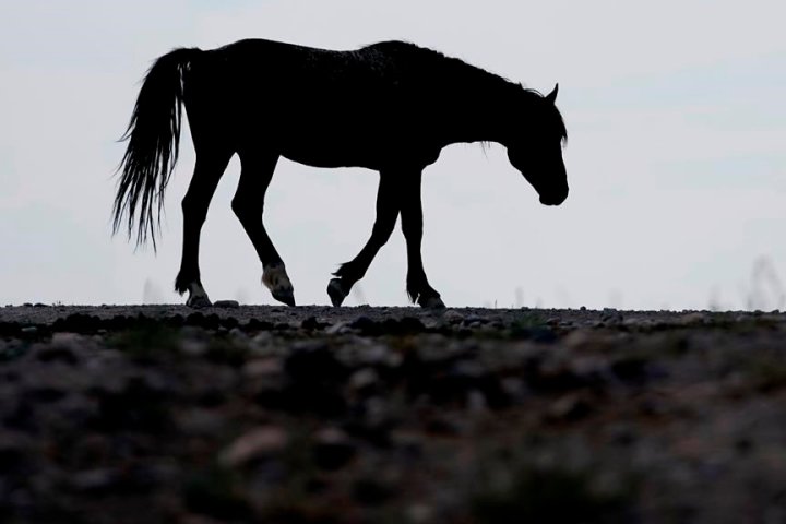 Renewed appeal for tips in killing of 17 wild horses in B.C. Interior